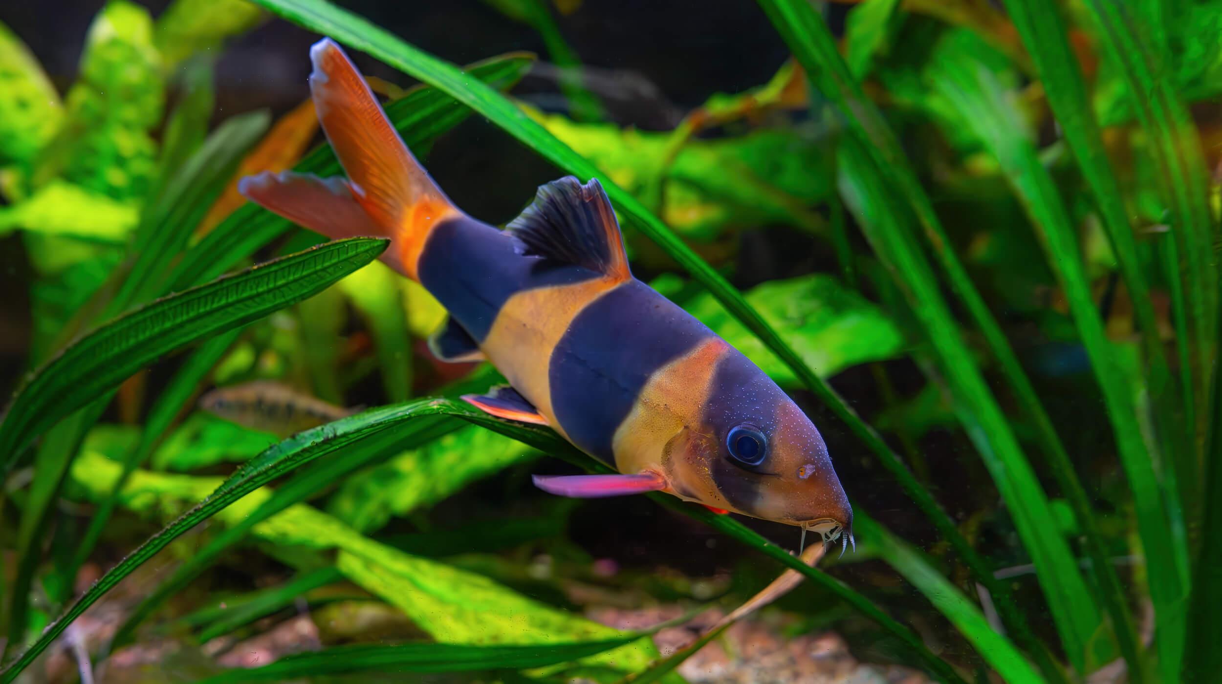 Aquarium Kunstpflanzen - Realistisch & Langlebig