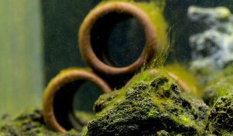 Algen im Griff: Ursachenforschung statt Chemie-Keule