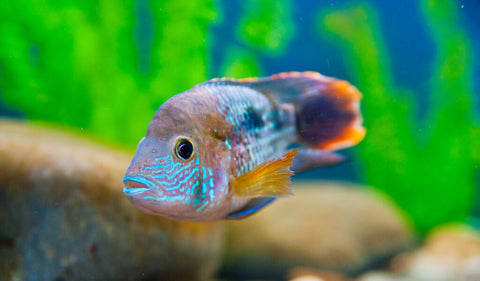 Hartes Wasser in der Schweiz: Die richtige Strategie für Ihr Aquarium