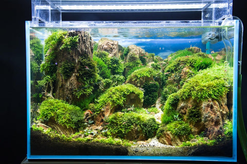 Was ist eigentlich Aquascaping?