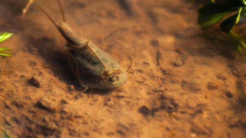 Triops Krebse