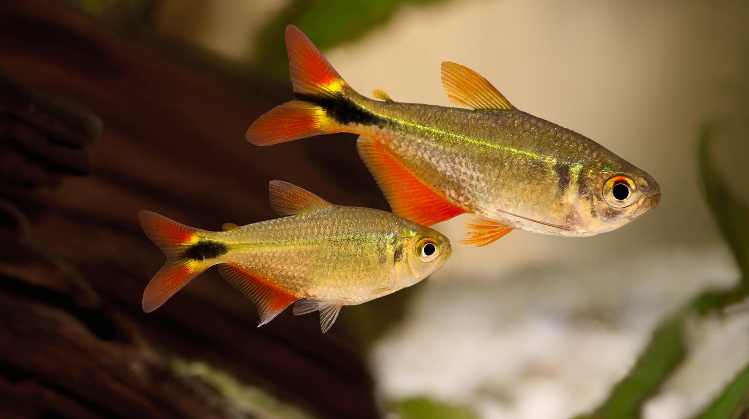 Buy savannah wood for catfish & fish