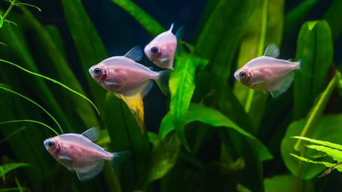 Diverses Aquarium Zubehör rundum Aquarien