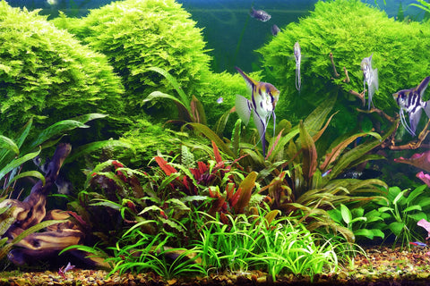 Neuheiten - Neue Produkte im Aquarium und Aquaristik Shop
