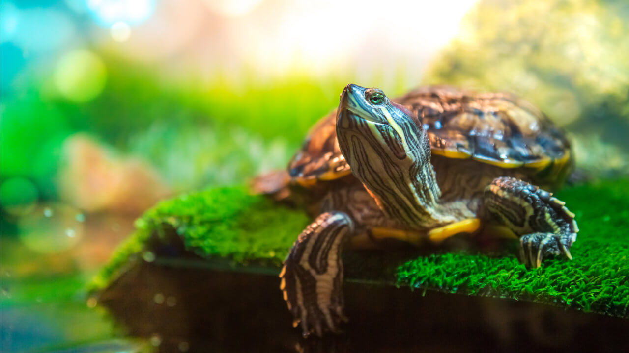 Buy aquatic turtle food cheap