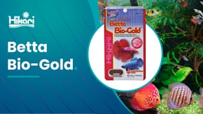 Hikari Betta Bio-Gold