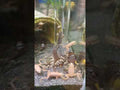 DuplaRin Axolotl Snack