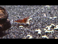 DuplaRin Shrimp Snack