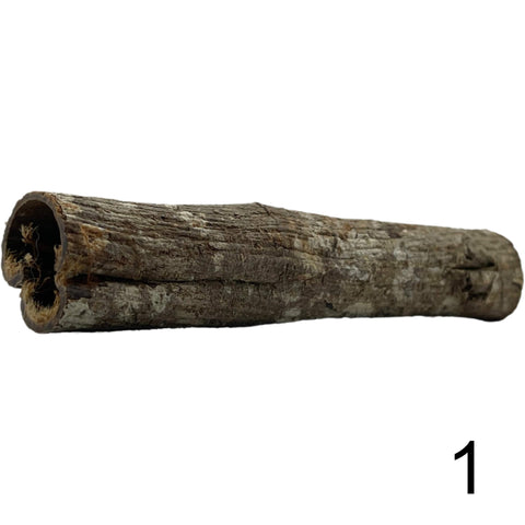 Seemandelbaum Röhre 1