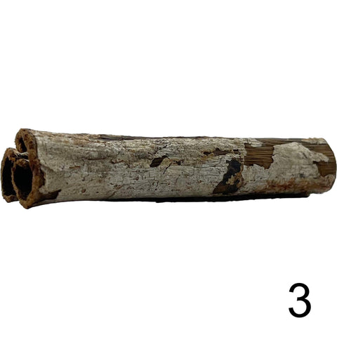 Seemandelbaum Röhre 3