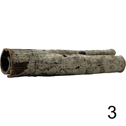 Seemandelbaum Röhre 3