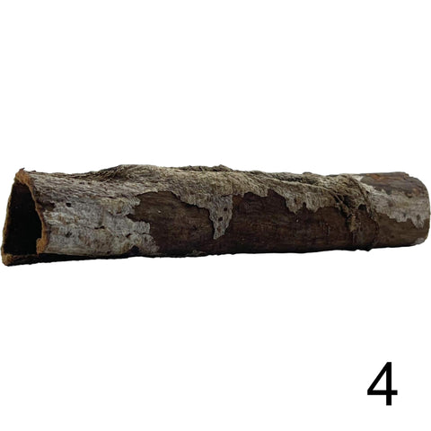 Seemandelbaum Röhre 4