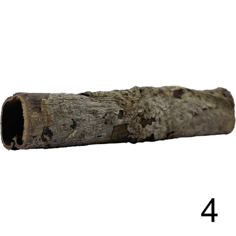 Seemandelbaum Röhre 4