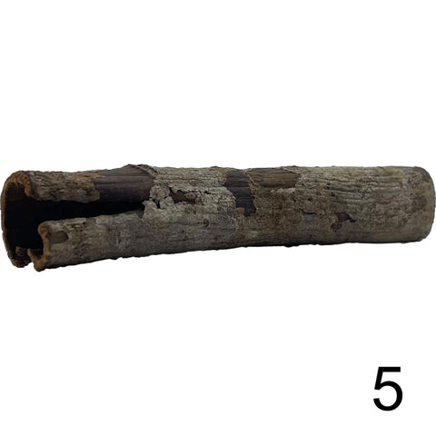 Seemandelbaum Röhre 5