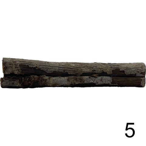 Seemandelbaum Röhre 5