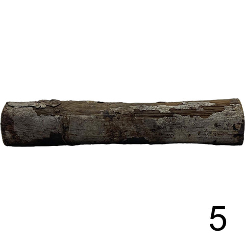 Seemandelbaum Röhre 5