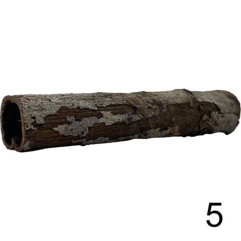 Seemandelbaum Röhre 5